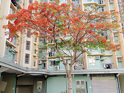 Flame Tree