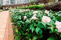 Camellia Garden in Hung Fuk Estate 1
