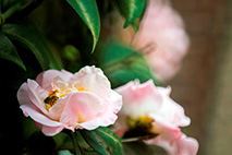 Camellia Garden in Hung Fuk Estate 2