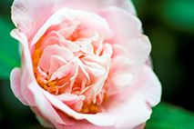 Camellia Garden in Hung Fuk Estate 3