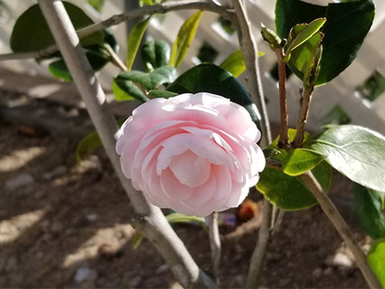 Camellia