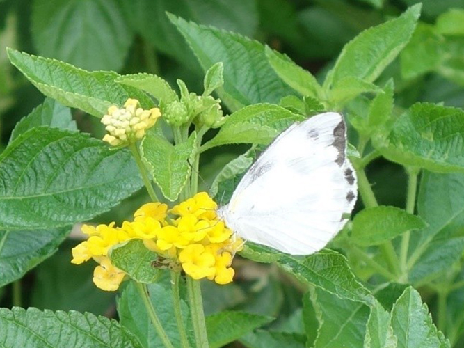 园内种植了许多蝴蝶喜爱的蜜源植物