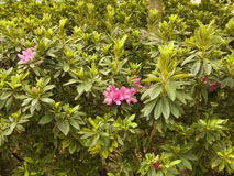 Rhododendron hybrida 1