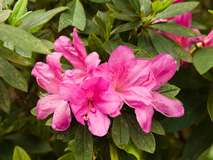 Rhododendron hybrida 2
