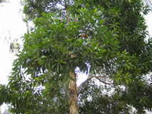 Melaleuca cajuputi subsp. cumingiana 1