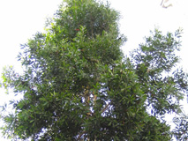 Melaleuca cajuputi subsp. cumingiana 2