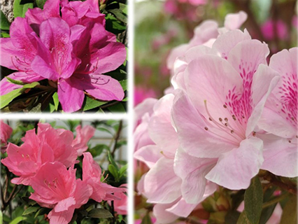 Beautiful Azalea