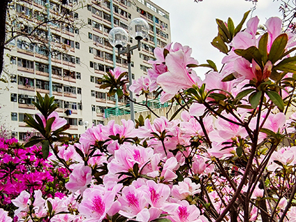 Beautiful Azalea