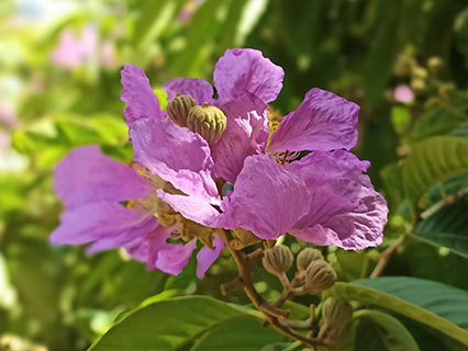 Queen Crape Myrtle