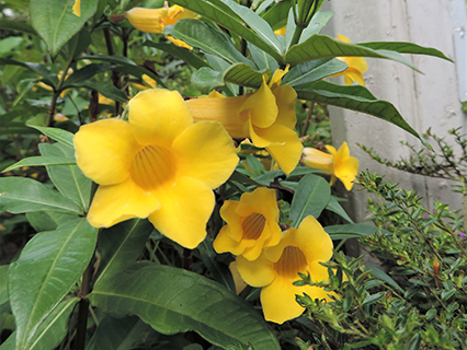 Oleander Allamanda