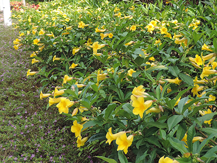 Oleander Allamanda