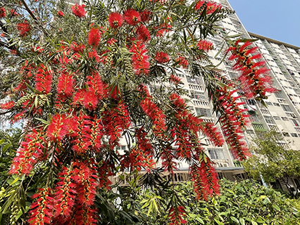 Tall Bottle-brush