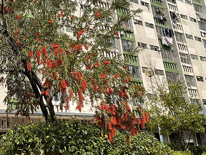 Tall Bottle-brush