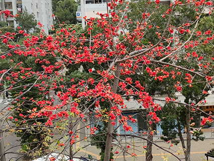 Tree Cotton