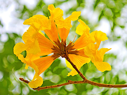 Yellow Trumpet