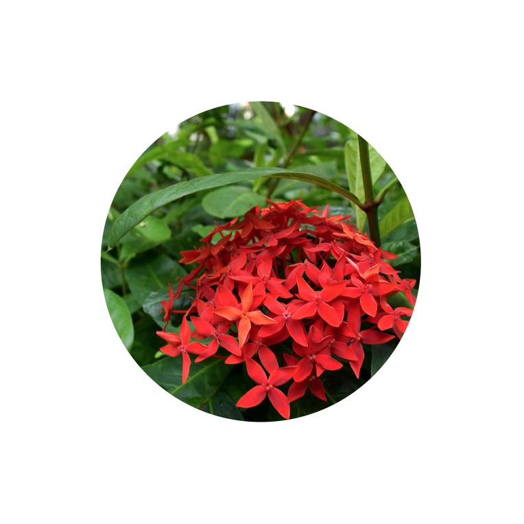 Chinese Ixora