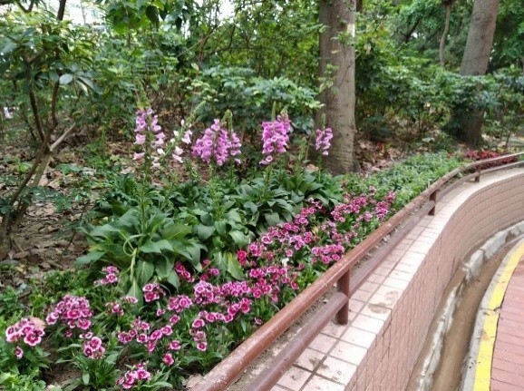 粉紫挺拔的毛地黄脚边缀以花色鲜艳的石竹，迎接归家的脚步。1