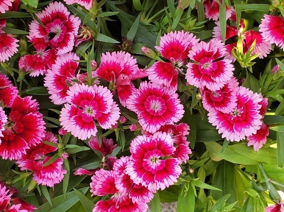 Blossoms of Rainbow Pink [Dianthus chinensis] form a beautiful tapestry. - 1