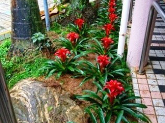 Blushing Bromeliads enliven the estate with a bold colour. 1