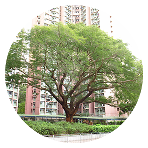 Sau Mau Ping Estate - Silk tree (Albizia julibrissin)