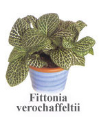 Fittonia verochaffeltii