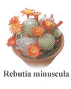 Rebutia minuscula