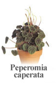 Peperomia caperata