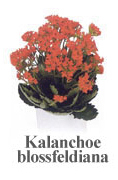 Kalanchoe blossfeldiana