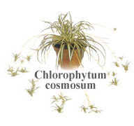 Chlorophytum cosmosum