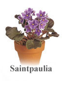 Saintpaulia