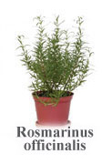 Rosmarinus officinalis