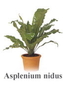 Asplenium nidus