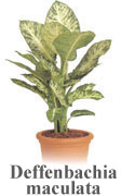 Deffenbachia maculata