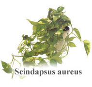 Scindapsus aureus