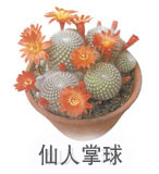 仙人掌球 仙人掌球