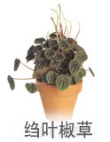 绉叶椒草 绉叶椒草