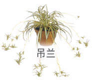 吊兰 吊兰