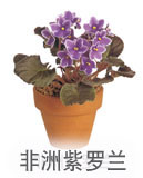 非洲紫罗兰 非洲紫罗兰