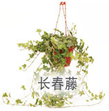 长春藤 长春藤