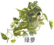 绿萝 绿萝