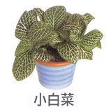 小白菜 小白菜