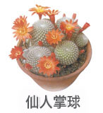 仙人掌球 仙人掌球