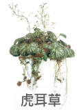 虎耳草 虎耳草