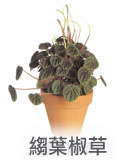 縐葉椒草 縐葉椒草