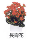 長壽花 長壽花