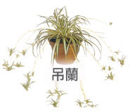 吊蘭 吊蘭