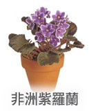 非洲紫羅蘭 非洲紫羅蘭