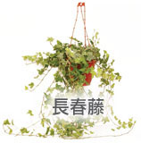 長春藤 長春藤