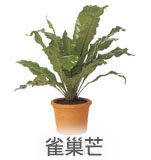 雀巢芒 雀巢芒