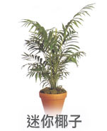 迷你椰子 迷你椰子